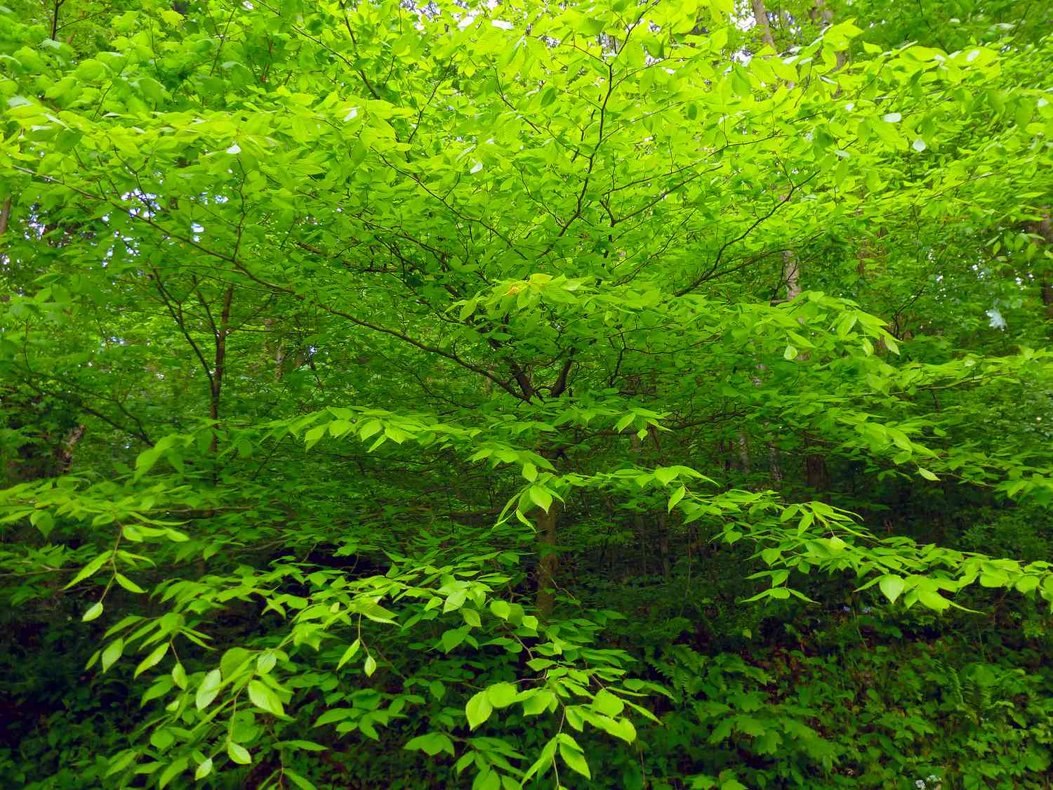 The easiest way to Set up the American Beech Tree