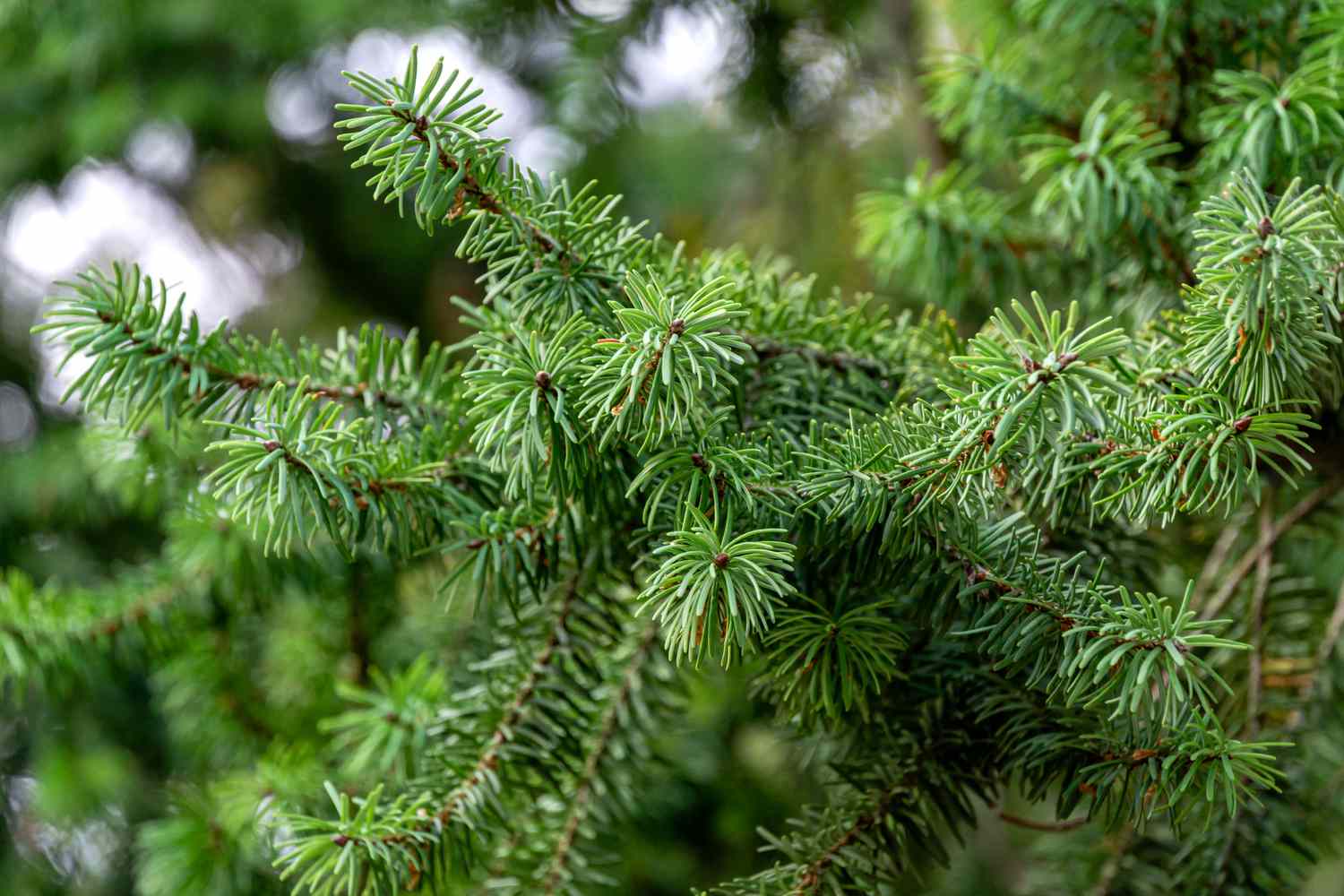 Strategies to Decide 8 Widespread North American Fir Bushes