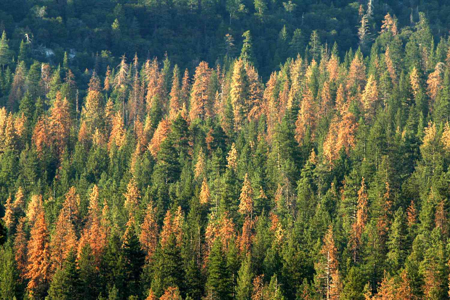 Can We Cut back Carbon Emissions by Burning Ineffective Timber?