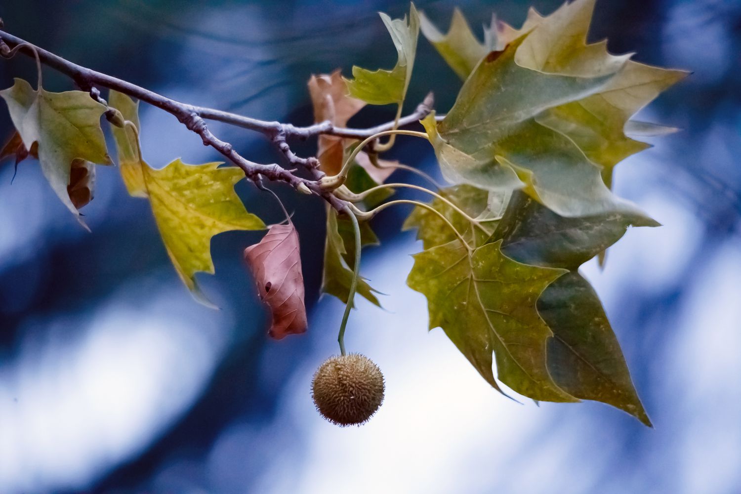 Amassing, Getting ready, and Planting Sycamore Seeds