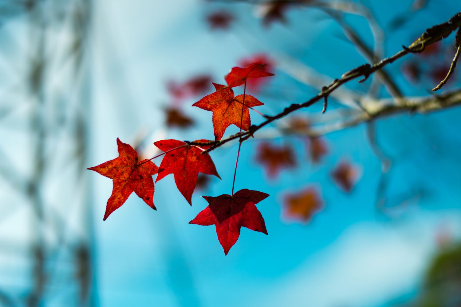 Set up Maple, Sycamore, and Sweetgum Leaves