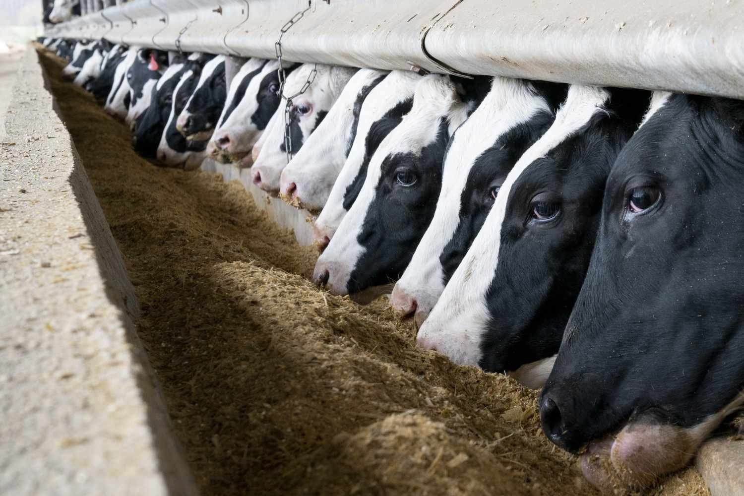 The Texas Mega-Dairy Hearth is an Urgent Identify to Deal with the Expensive Clear-Up of Large Ag’s Cruelty