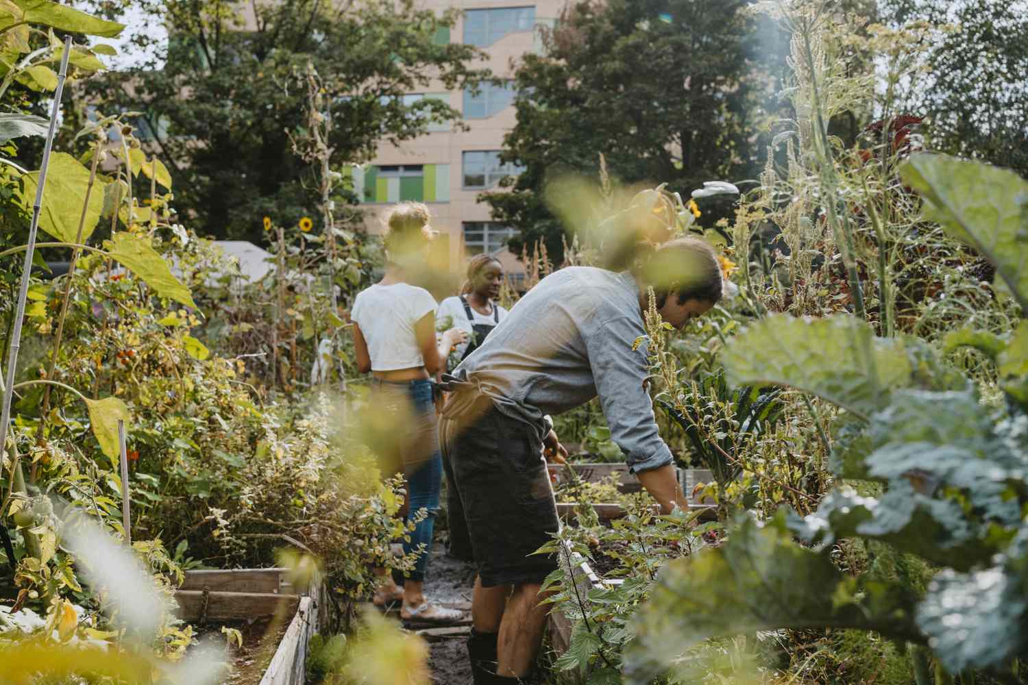 Tackling Neighborhood Meals Security By the use of Gardening