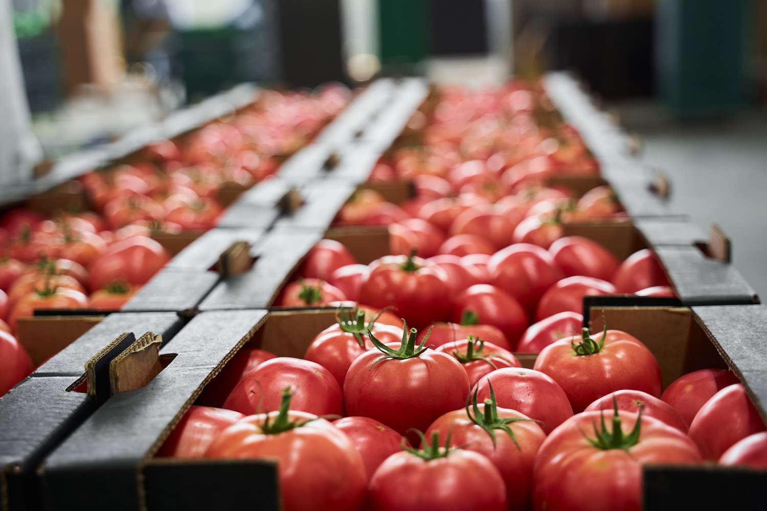 That is Why the Trendy Tomato Tastes Like Cardboard