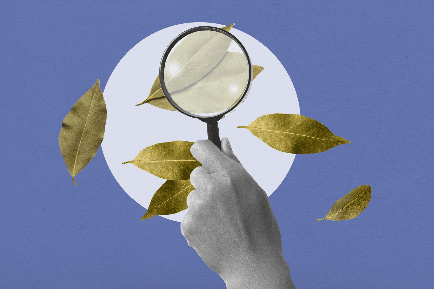 Are Bay Leaves a Giant, Fat Rip-off?